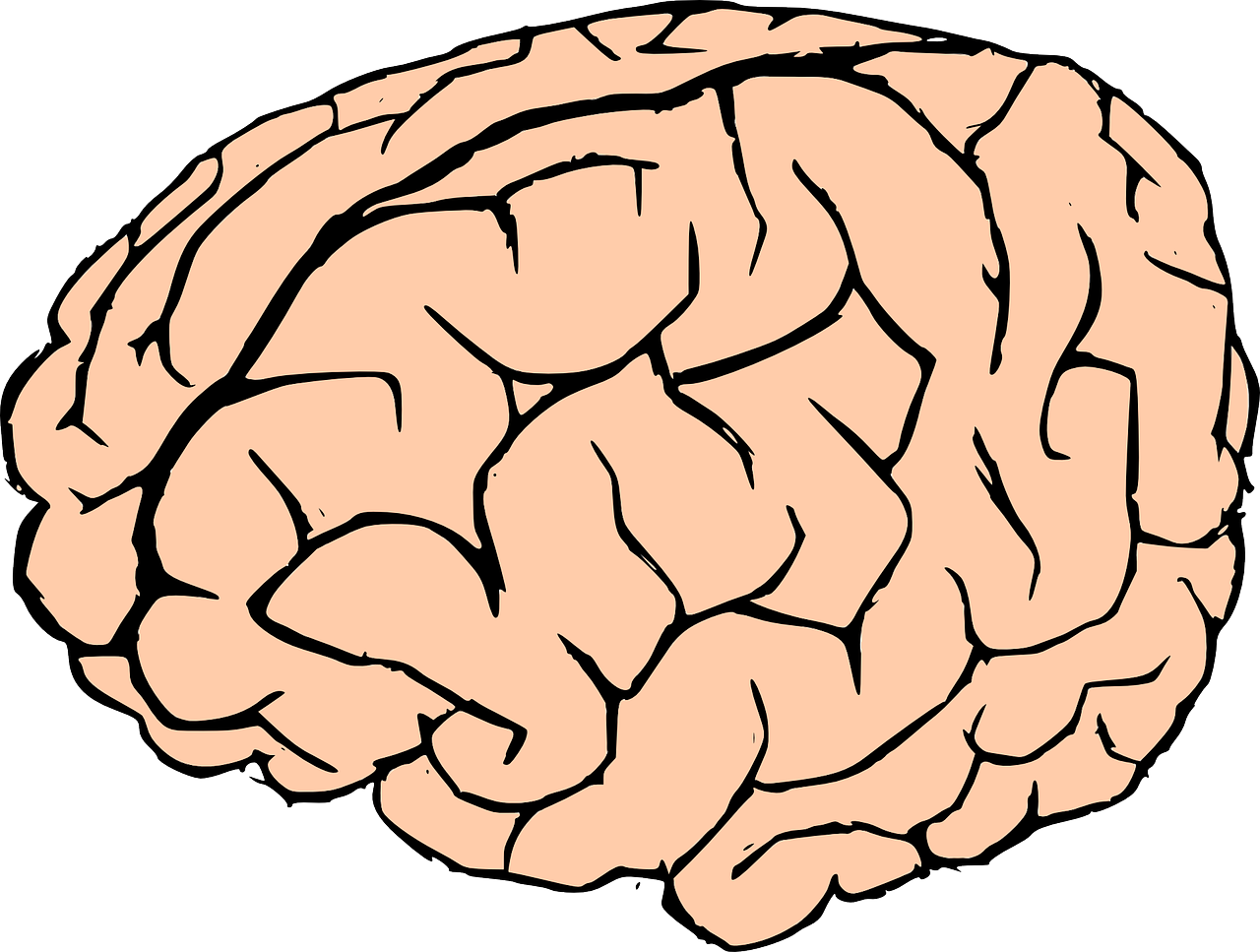 Smegenys, Žmogaus Smegenys, Žinios, Anatomija, Biologija, Organas, Žmogus, Mąstymas, Neuronai, Sinapsės