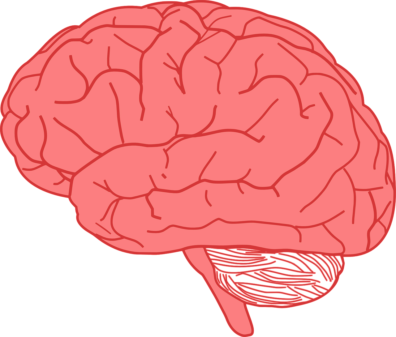 Smegenys, Žmogus, Anatomija, Kūnas, Nemokama Vektorinė Grafika, Nemokamos Nuotraukos,  Nemokama Licenzija