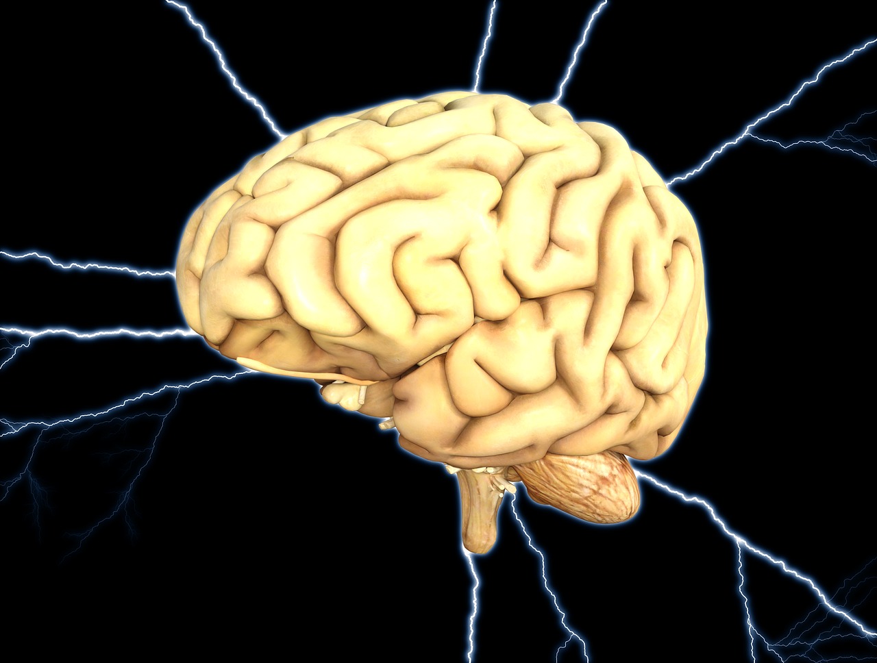 Smegenys, Energija, Mintis, Protinis, Smegenų Audra, Anatomija, Nervinis, Neuronas, Žmogus, Biologinis