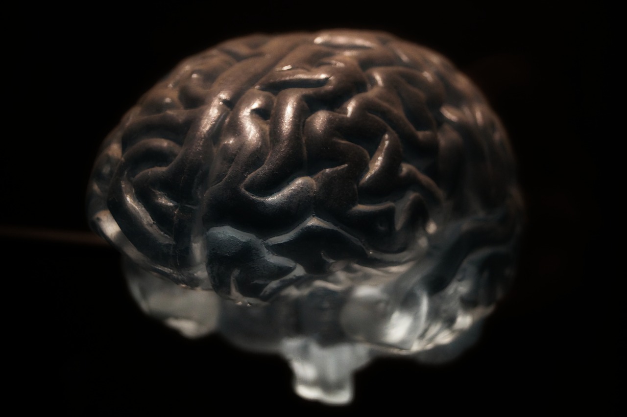 Smegenys, Anatomija, Neuronai, Nervų Sistema, Nemokamos Nuotraukos,  Nemokama Licenzija