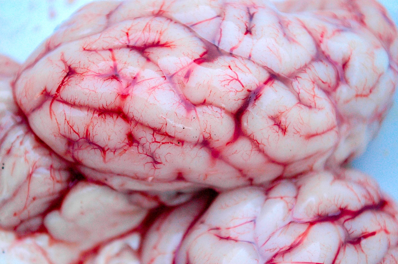 Smegenys, Neurologija, Dvasia, Anatomija, Medicina, Psichologija, Protinis, Mąstymas, Nervas, Piktograma