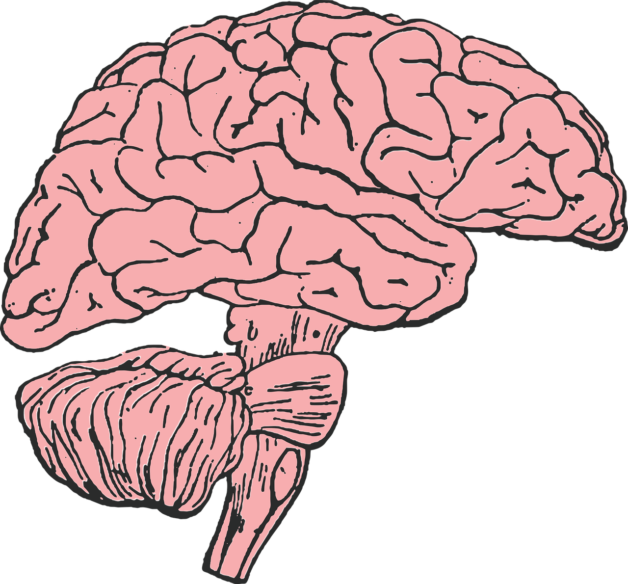 Smegenys, Protas, Galvoti, Idėja, Žmogus, Medicina, Anatomija, Mąstymas, Protinis, Nemokama Vektorinė Grafika