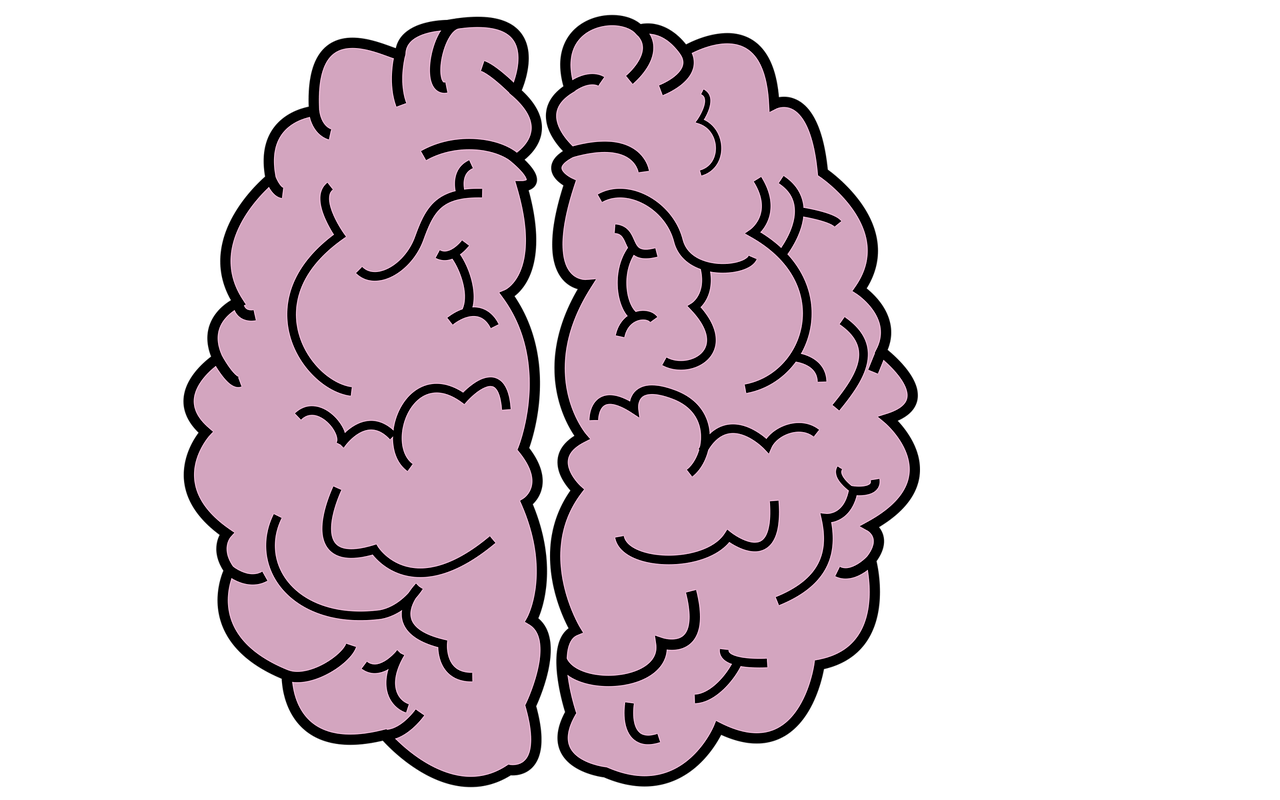 Smegenys, Organas, Galva, Protas, Pilkoji Medžiaga, Kūrybingumas, Žvalgyba, Nemokamos Nuotraukos,  Nemokama Licenzija