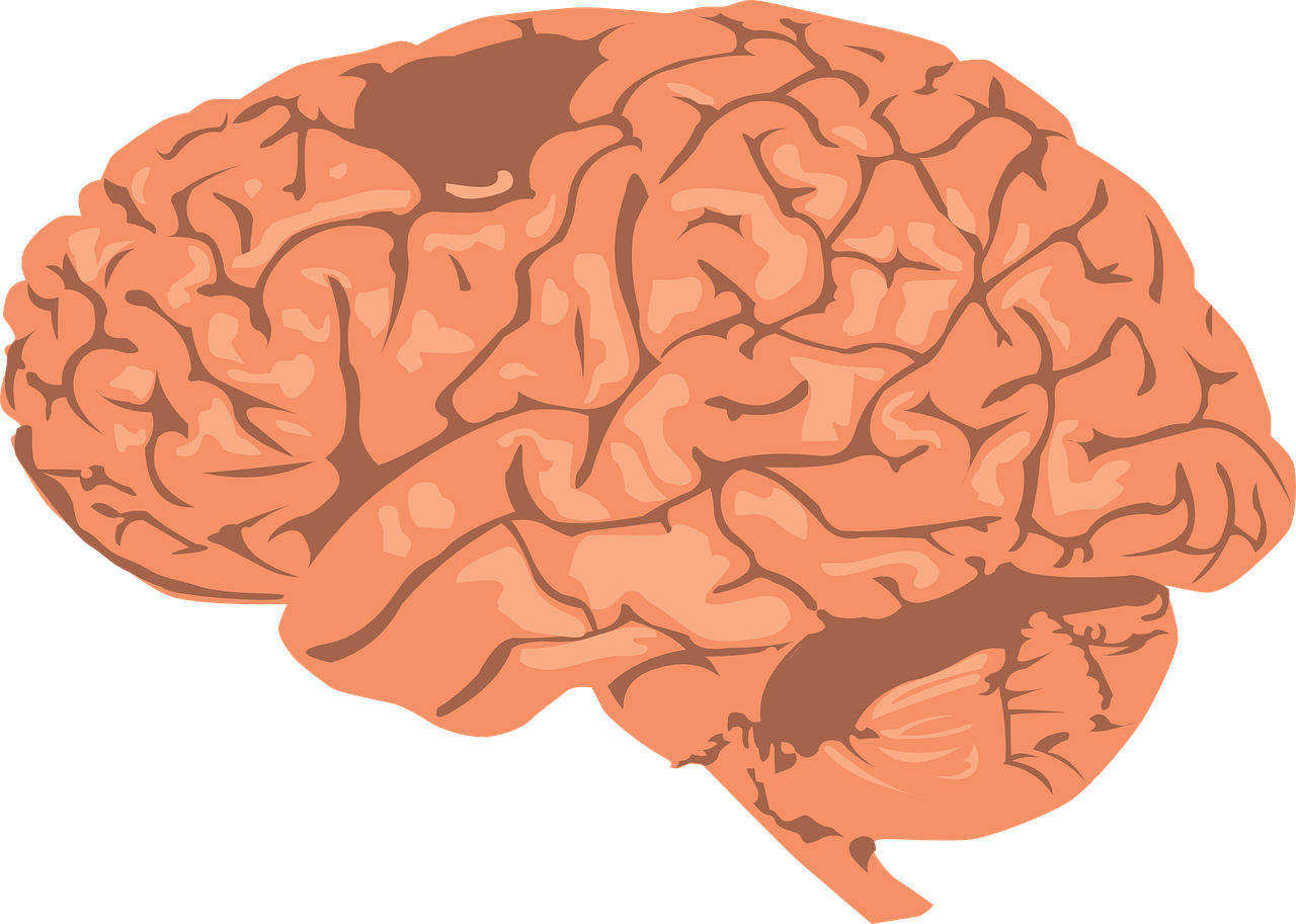 Smegenys, Žmogus, Žievė, Anatomija, Nemokama Vektorinė Grafika, Nemokamos Nuotraukos,  Nemokama Licenzija