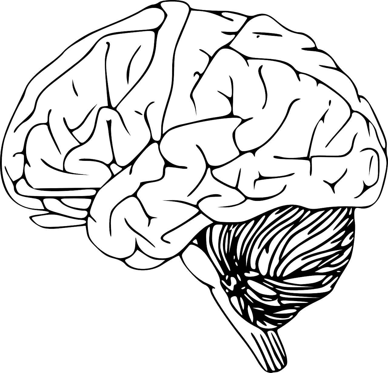 Smegenys, Žmogaus Smegenys, Anatomija, Mokslas, Biologija, Galvos Smegenys, Organas, Žievė, Smegenėlė, Anatominis