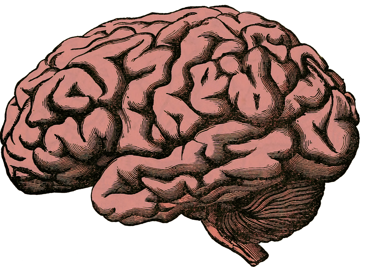 Smegenys, Anatomija, Žmogus, Mokslas, Sveikata, Medicinos, Organas, Medicina, Protas, Neurologija