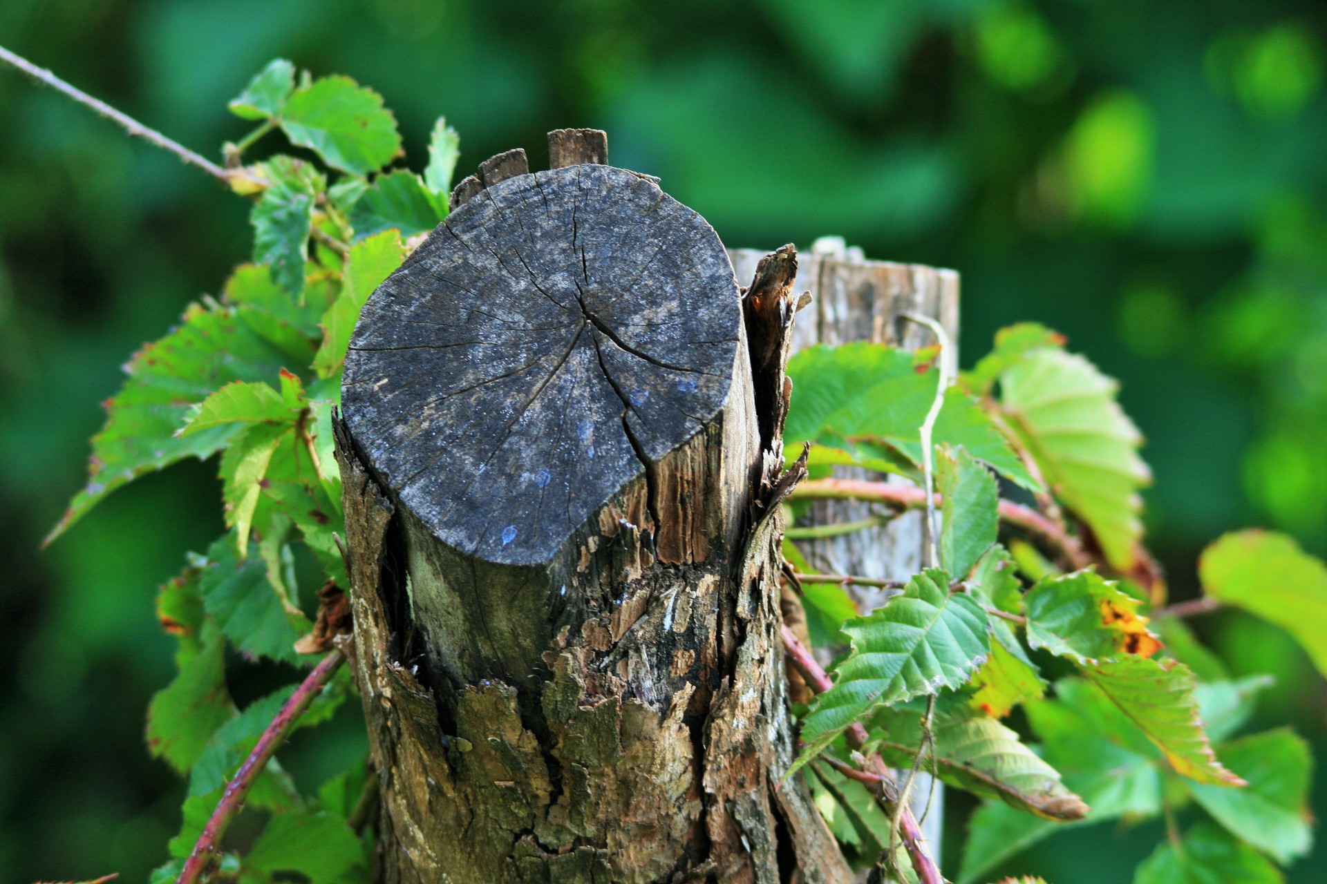 Kumpas,  Miręs,  Bramble,  Creeper,  Lapija,  Žalias,  Bramble Ant Medžio Kiautas, Nemokamos Nuotraukos,  Nemokama Licenzija