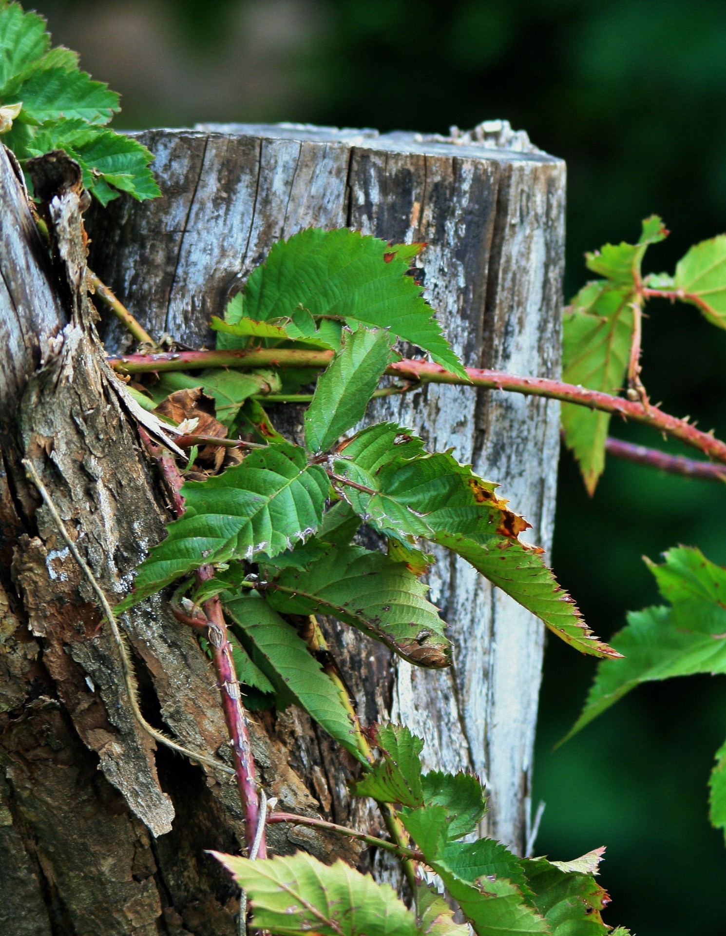 Kumpas,  Miręs,  Bramble,  Creeper,  Lapija,  Žalias,  Bramble Ūgliai Per Medžių Pėdsaką, Nemokamos Nuotraukos,  Nemokama Licenzija