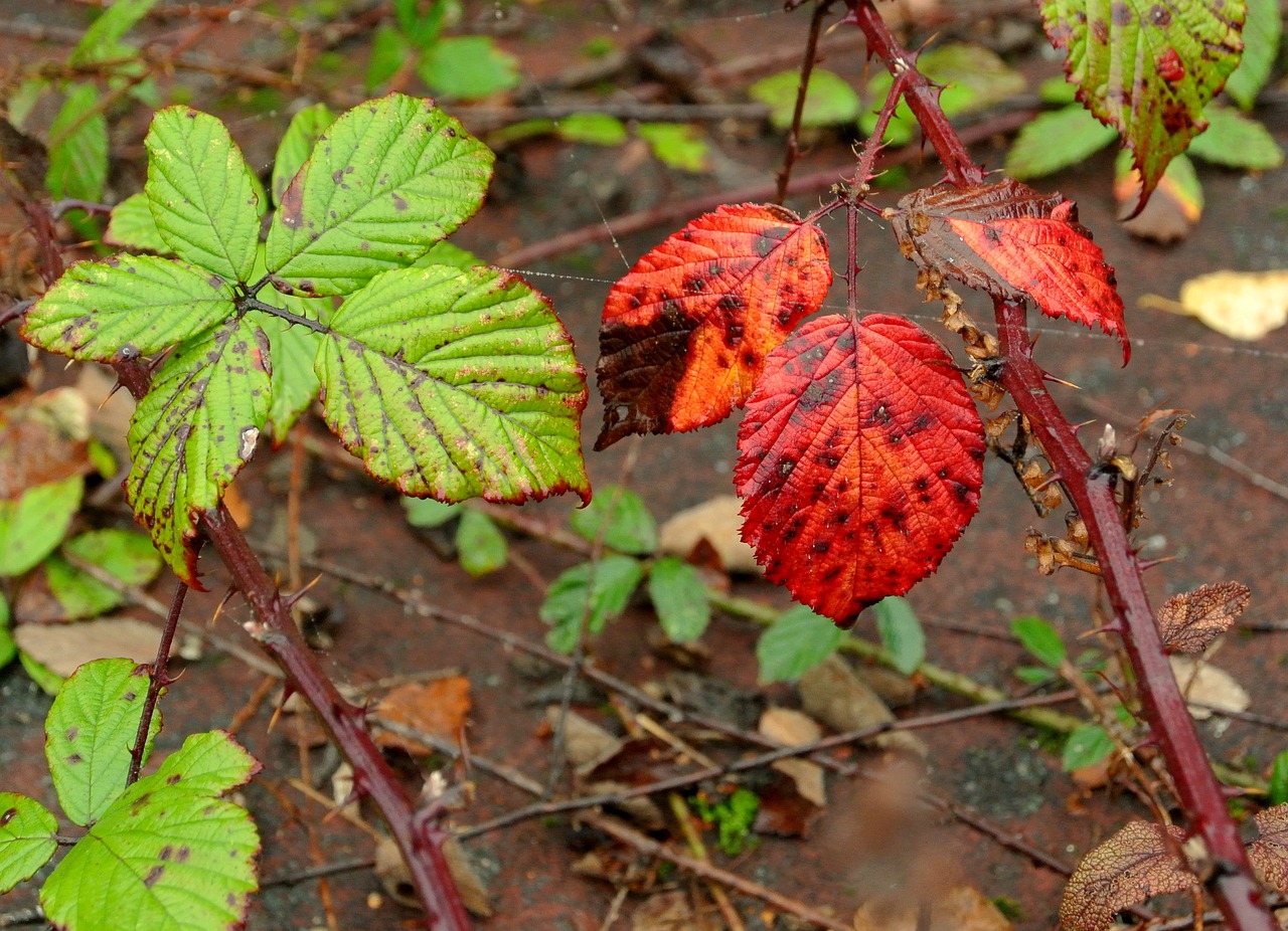 Brambles, Lapai, Vasaros Pabaigoje, Nemokamos Nuotraukos,  Nemokama Licenzija