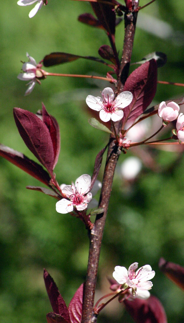 Filialas, Krūmas, Vyšnia, Violetinė, Lapai, Smėlis, Gamta, Žiedlapiai, Prunus, Lapai