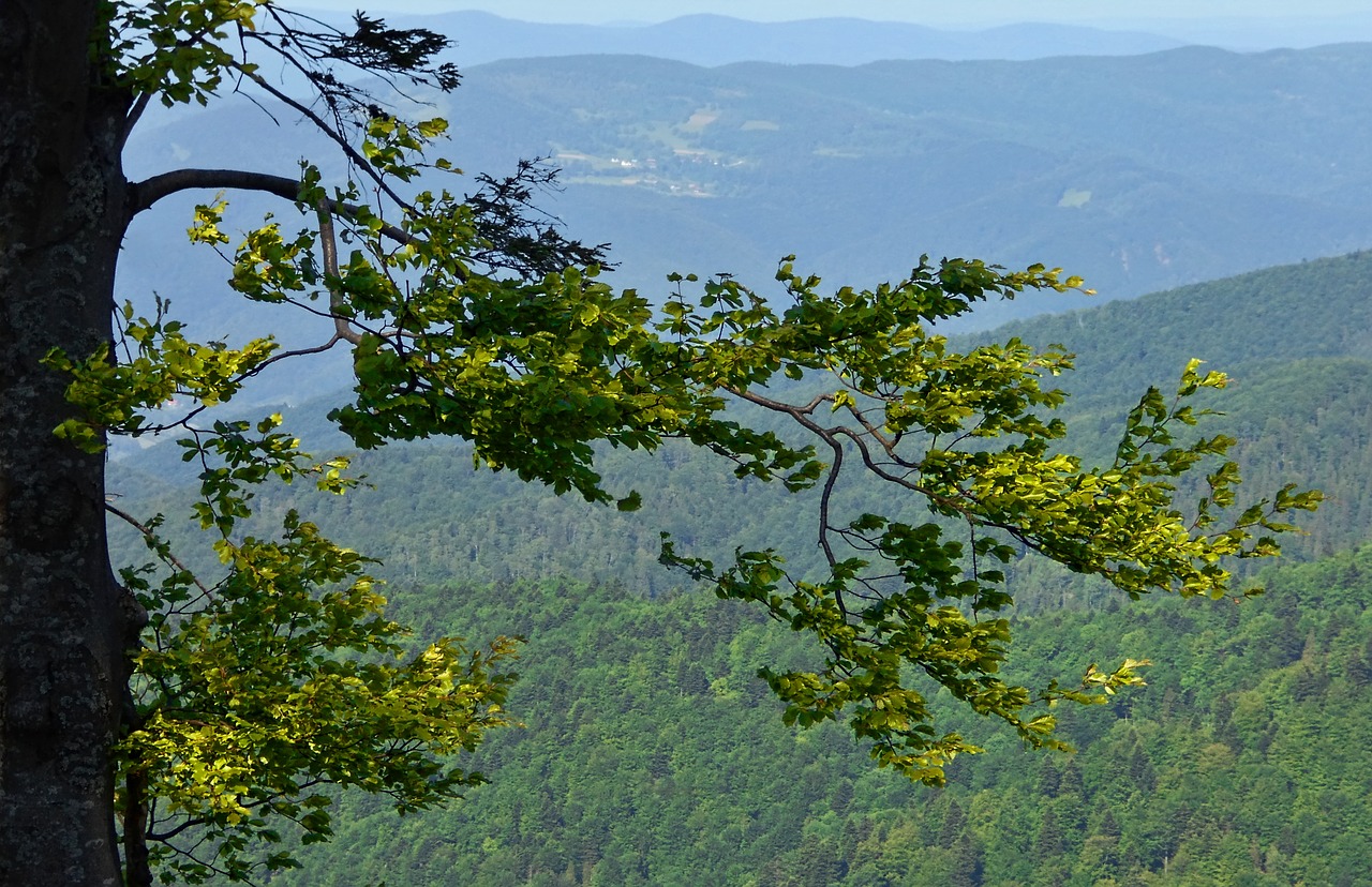 Filialas, Bukas, Radziejowej Grupė, Radziejowa, Vienišas, Vaizdas Iš Viršaus, Kraštovaizdis, Turizmas, Medis, Takas