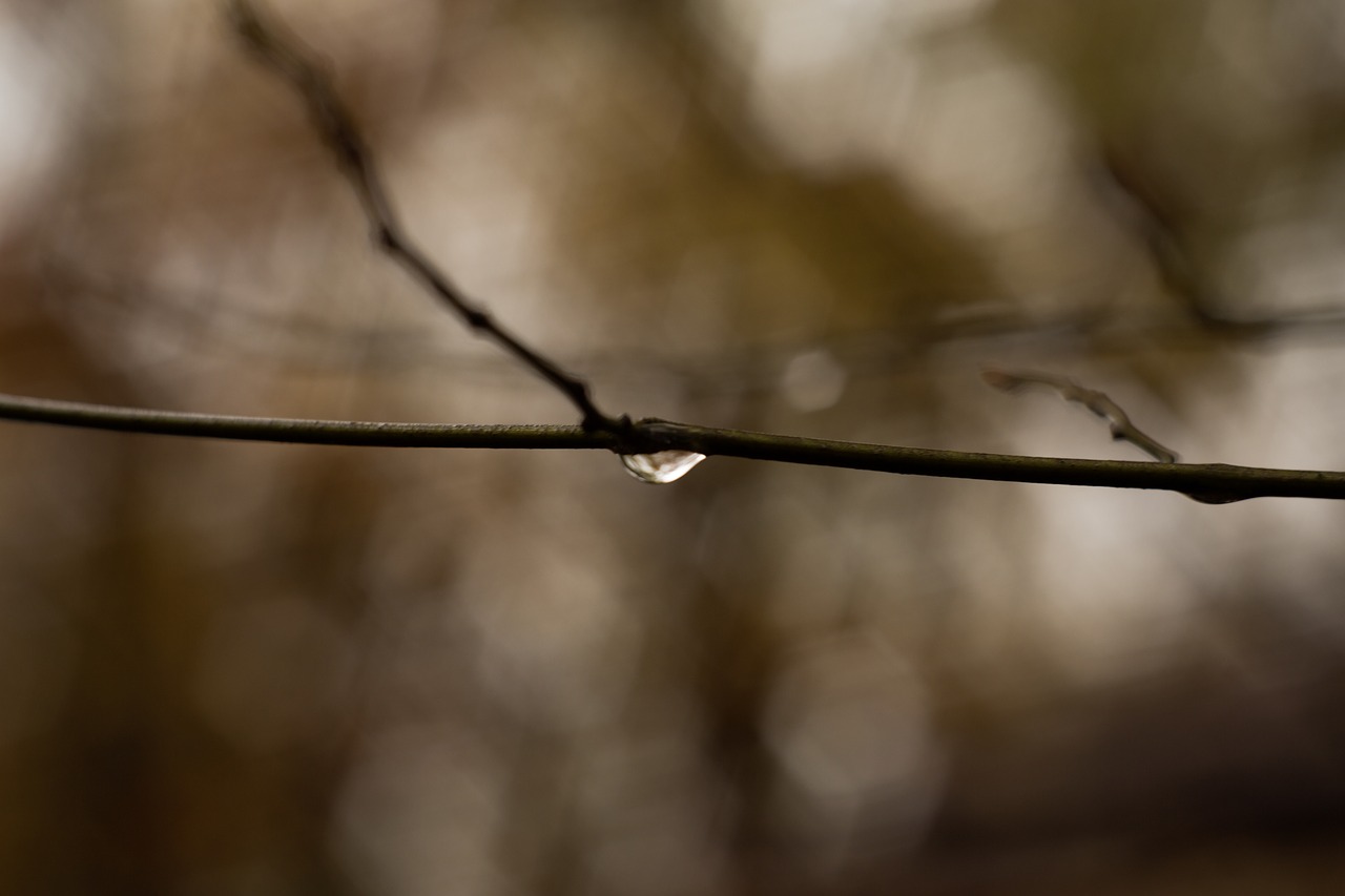 Filialas, Vanduo, Lašas, Bokeh, Nemokamos Nuotraukos,  Nemokama Licenzija