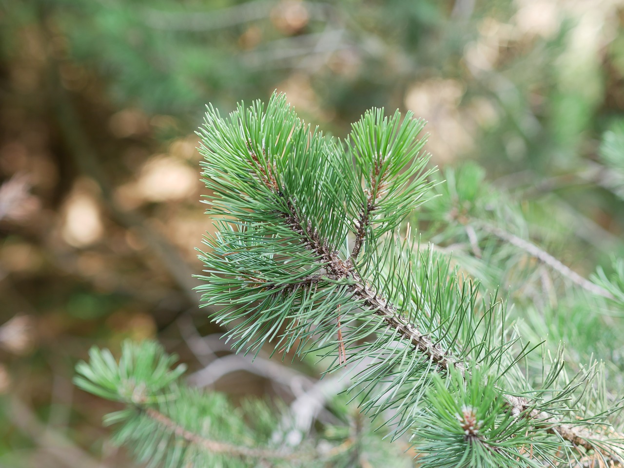 Filialas, Medis, Adatos, Žalias, Amžinai Medis, Miškas, Gamta, Spygliuočių, Nemokamos Nuotraukos,  Nemokama Licenzija