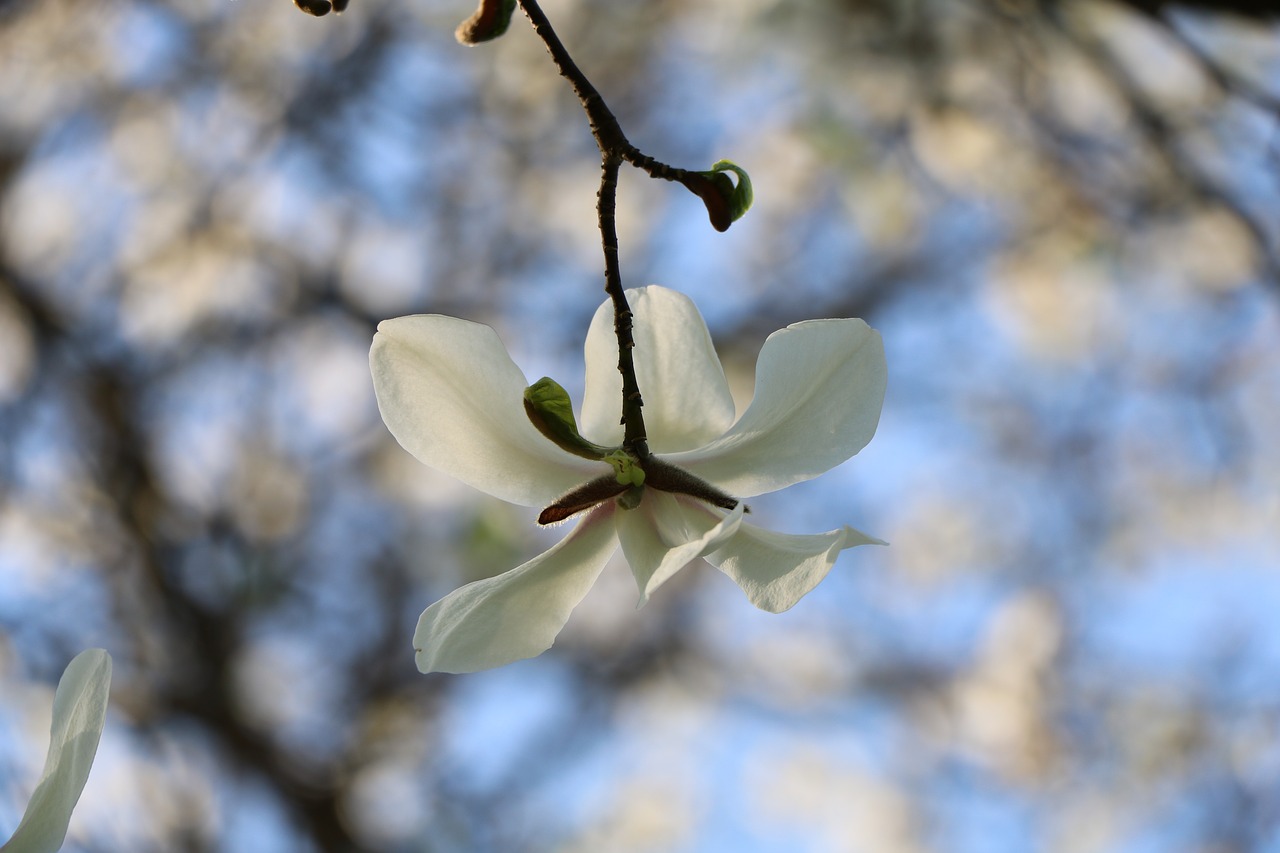 Filialas,  Gėlė,  Pobūdį,  Augalų,  Medis,  Magnolija,  Parkas,  Niekas, Nemokamos Nuotraukos,  Nemokama Licenzija