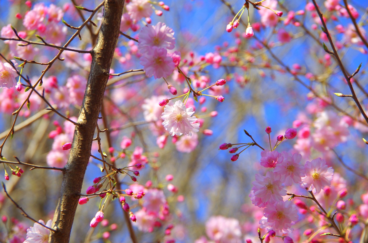 Filialas,  Gėlės,  Vyšnia,  Mediena,  Sezoninis,  Vyšnių Žiedų,  Sakura,  Japonų Vyšnios Žiedas,  Cherry Blossom Žiūrėjimo,  Visiškai Rozkwitnie