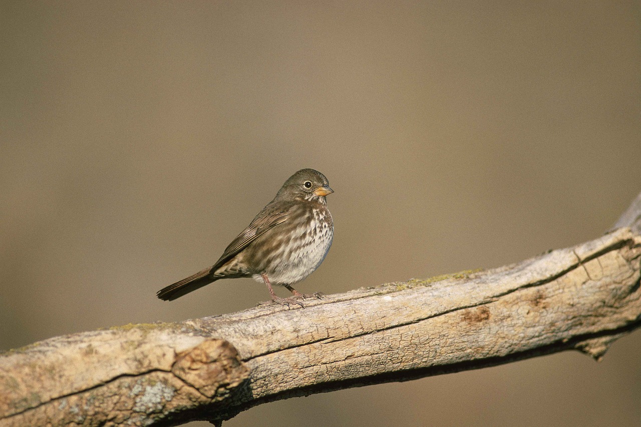 Filialas, Medis, Miręs, Stovintis, Lapė, Paukštis, Žvirblis, Paukščiai, Gyvūnai, Fauna