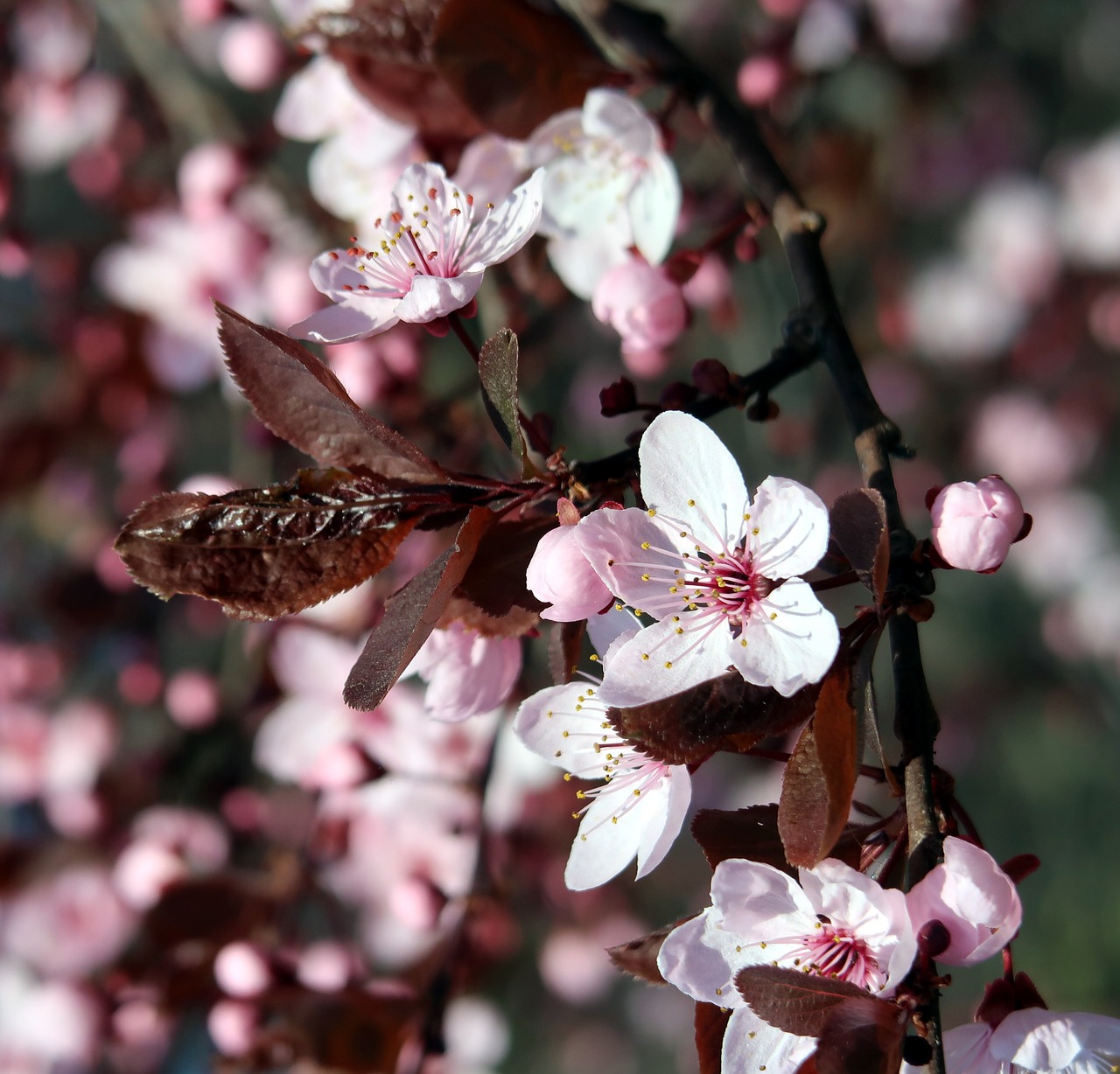 Japonijos Vyšnių Medis, Medis, Žydėjimas, Pavasaris, Rožinis, Nemokamos Nuotraukos,  Nemokama Licenzija