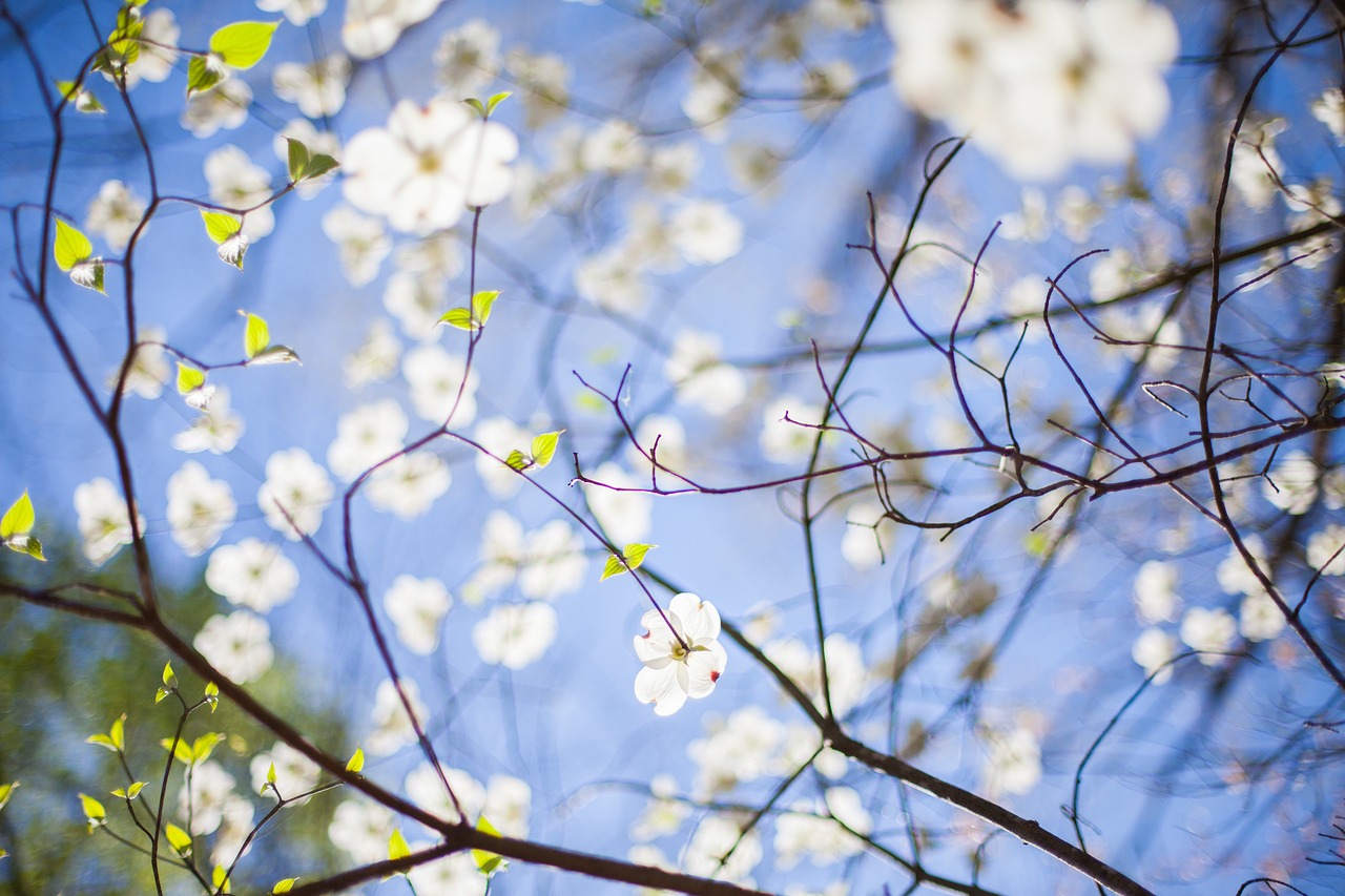 Filialai, Flora, Gėlės, Medis, Nemokamos Nuotraukos,  Nemokama Licenzija