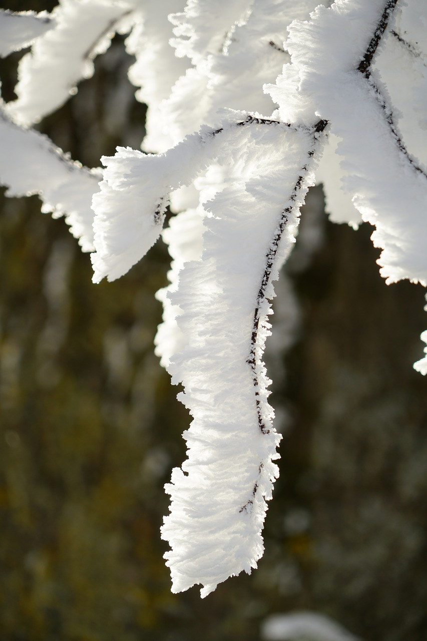 Filialai, Auskaras, Žiemą, Ledas, Kristalų Formavimas, Snieguotas, Eiskristalio, Kristalai, Sušaldyta, Žiema