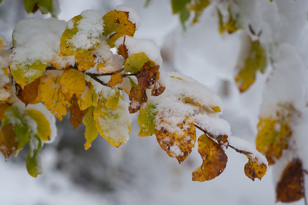 Сугробы листьев. Осень снег. Листья под снегом. Листва в снегу. Снег осенью.