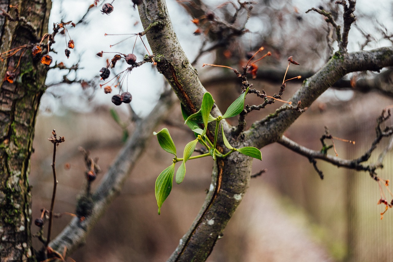 Filialai, Stiebas, Vaisiai, Gamta, Augalas, Bokeh, Blur, Lauke, Nemokamos Nuotraukos,  Nemokama Licenzija