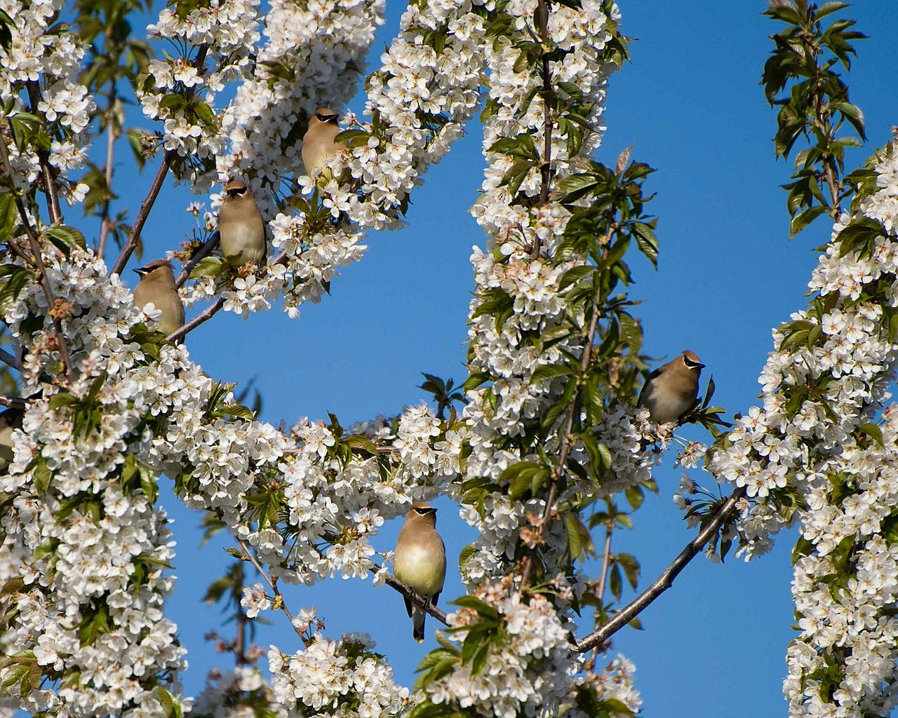 Filialai, Žydėjimas, Sustingęs, Waxwings, Kedras, Paukštis, Vaškavimas, Paukščiai, Gyvūnai, Fauna