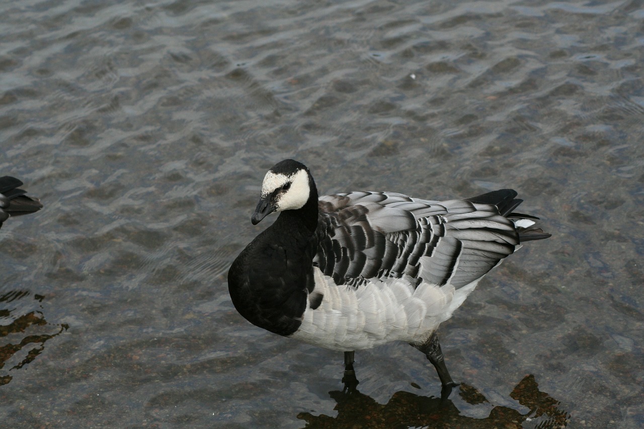 Branta, Leucopsis, Gyvulių Šerno Žąsys, Paukštis, Skristi, Sparnai, Plunksna, Laukinė Gamta, Snapas, Laukiniai