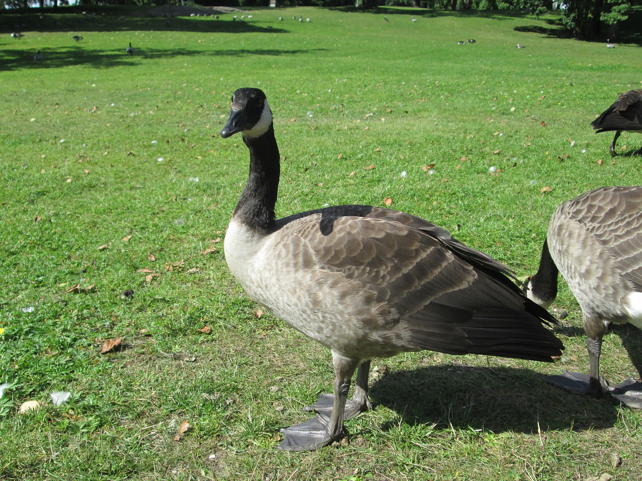 Branta, Canadensis, Kanada, Žąsis, Paukštis, Gyvūnas, Antis, Nemokamos Nuotraukos,  Nemokama Licenzija