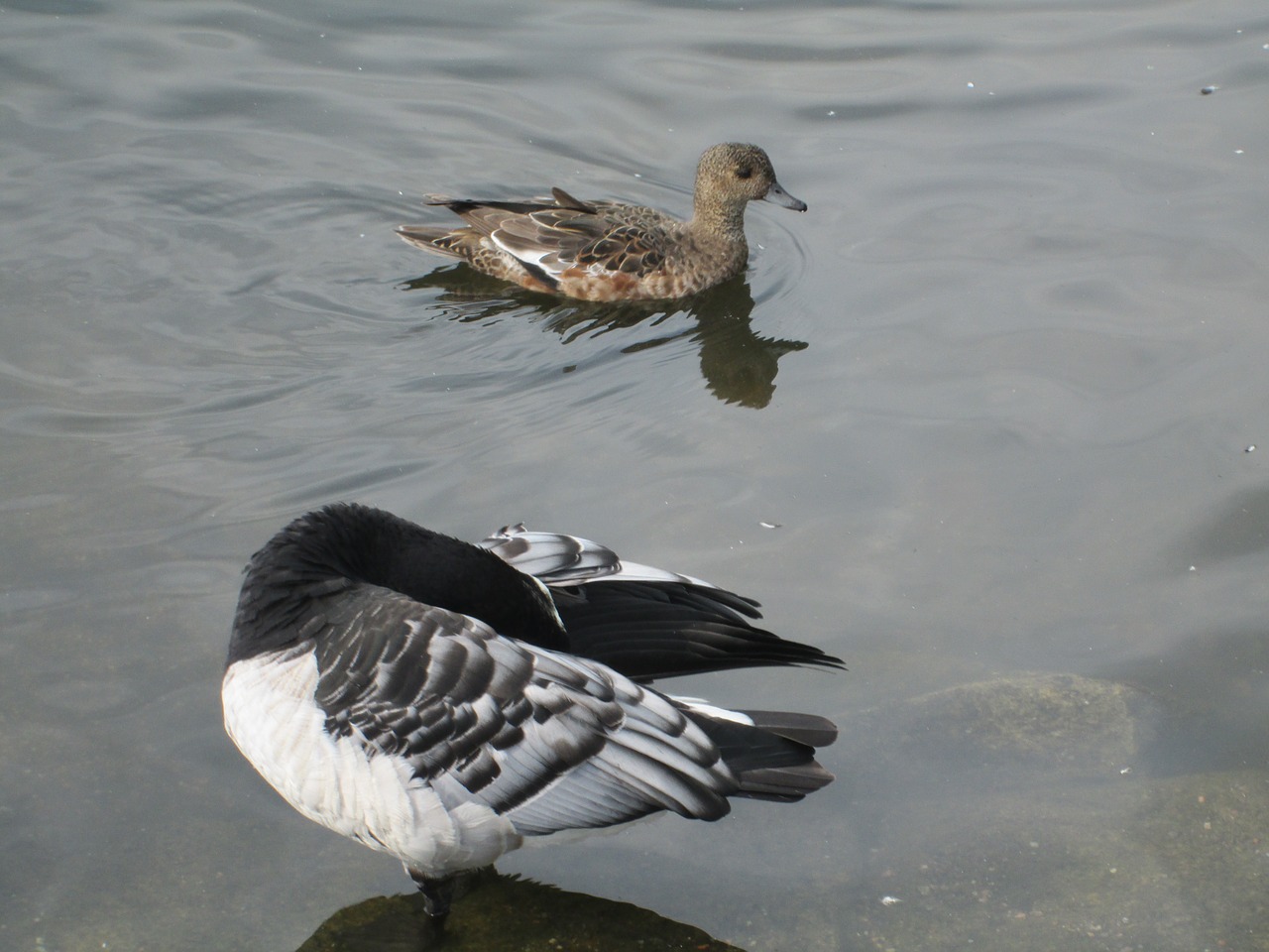 Branta Leucopsis, Šparagų Žąsis, Anas Penelope, Eurazijos Brangioji, Paukštis, Gyvūnai, Nemokamos Nuotraukos,  Nemokama Licenzija