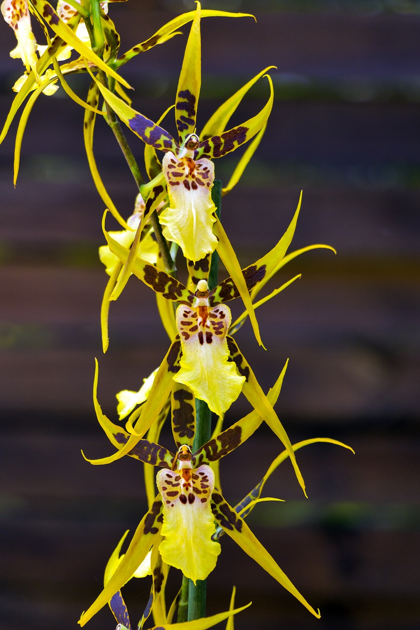Brassia Verrucosa, Orchidėja, Gėlė, Augalas, Pasodintas Augalas, Pókorchidea, Nemokamos Nuotraukos,  Nemokama Licenzija