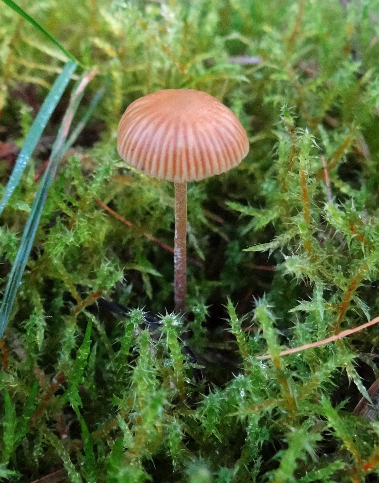 Ruduo,  Grybai,  Miškas,  Samanos,  Drėgnas & Nbsp,  Pievas,  Europa,  Mažas,  Petite,  Entoloma & Nbsp