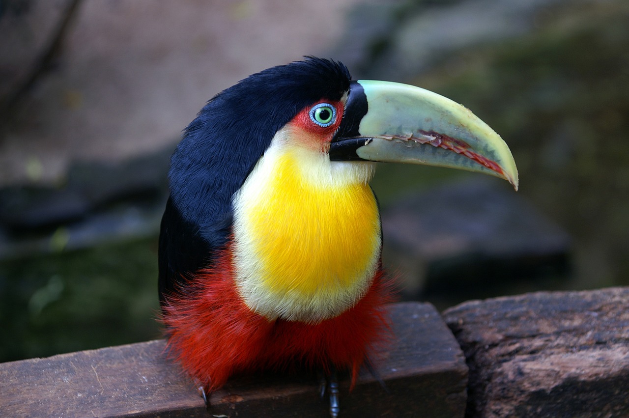 Brazilija, Toucan, Paukštis, Atogrąžų Paukštis, Pietų Amerika, Sąskaitą, Nemokamos Nuotraukos,  Nemokama Licenzija