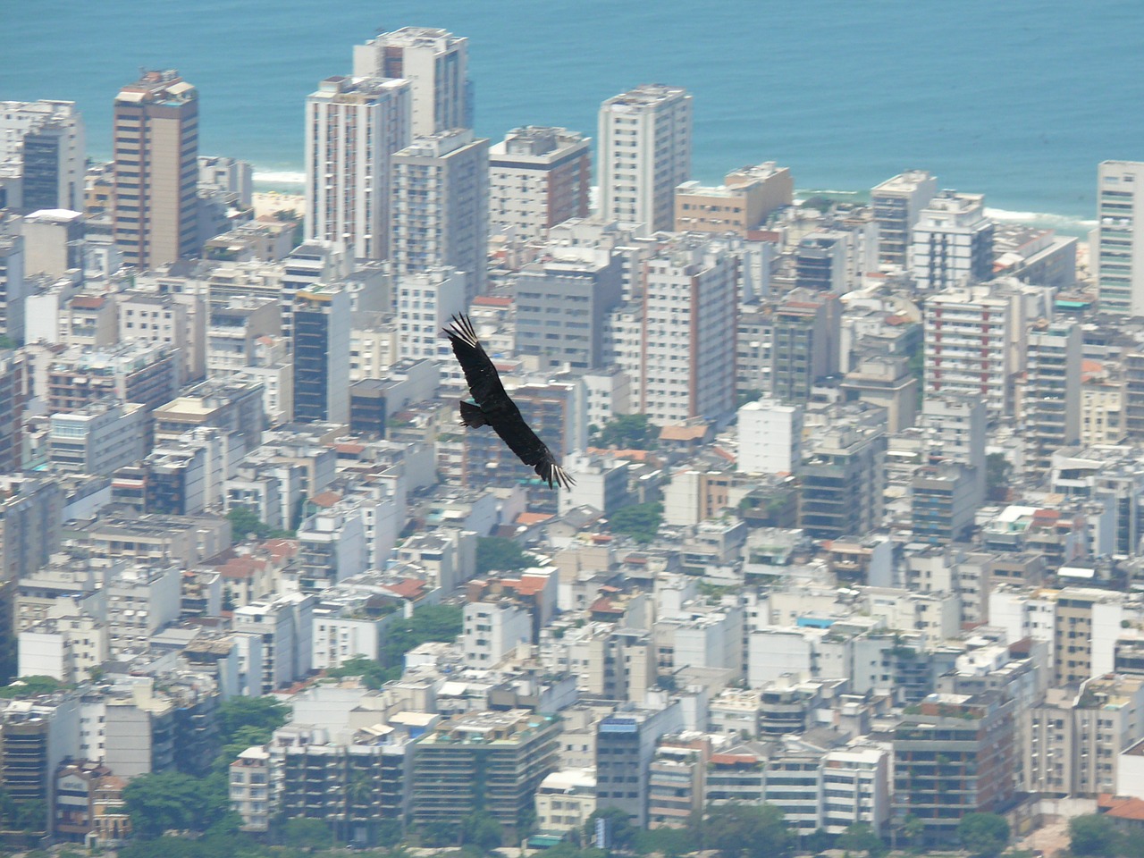 Brazilija, Rio De Žaneiras, Paukštis Skrydžio Metu, Nemokamos Nuotraukos,  Nemokama Licenzija