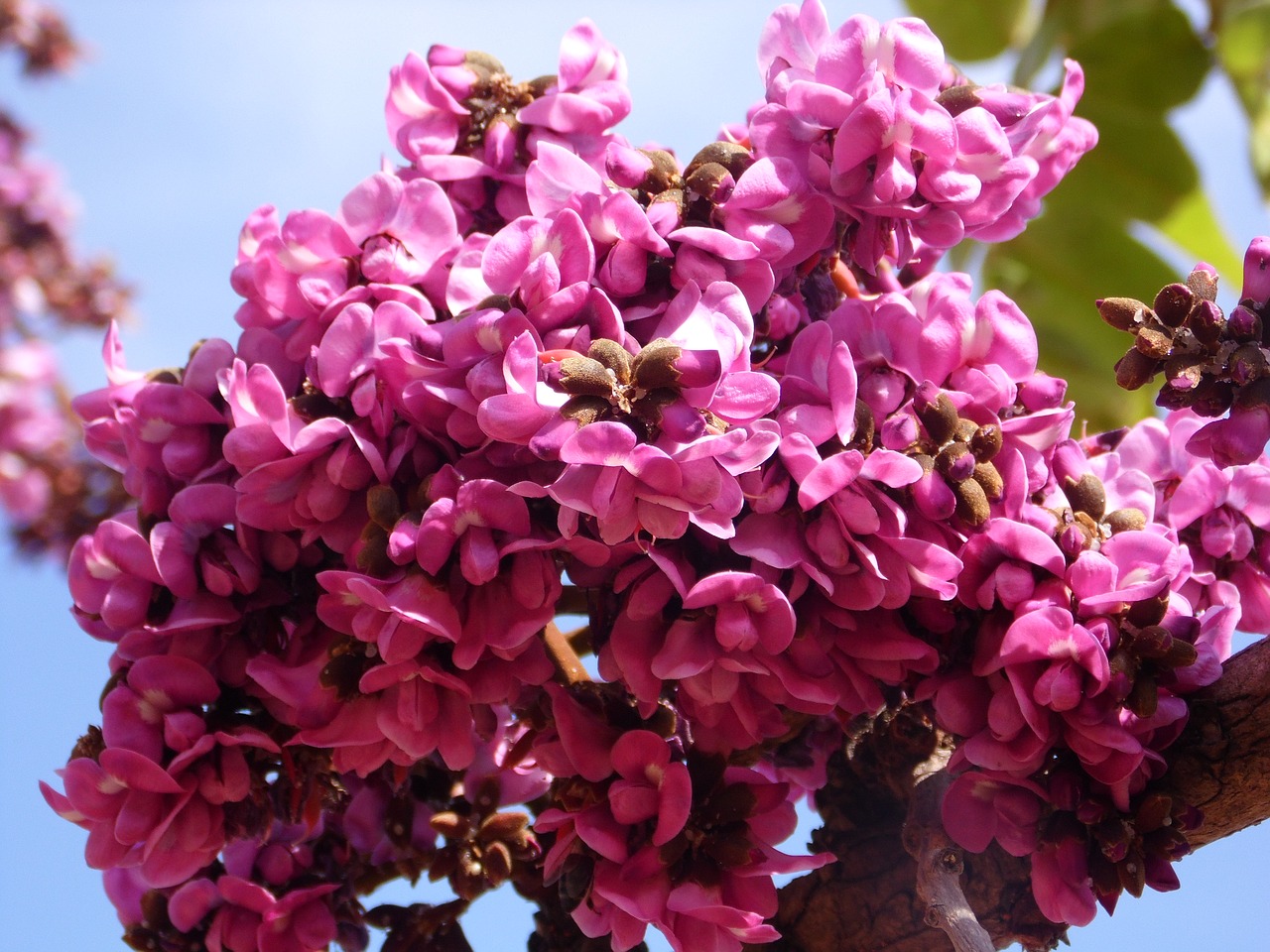 Brazilijos Cerrado, Pavasaris, Gėlių Ceradas, Rosa, Nemokamos Nuotraukos,  Nemokama Licenzija