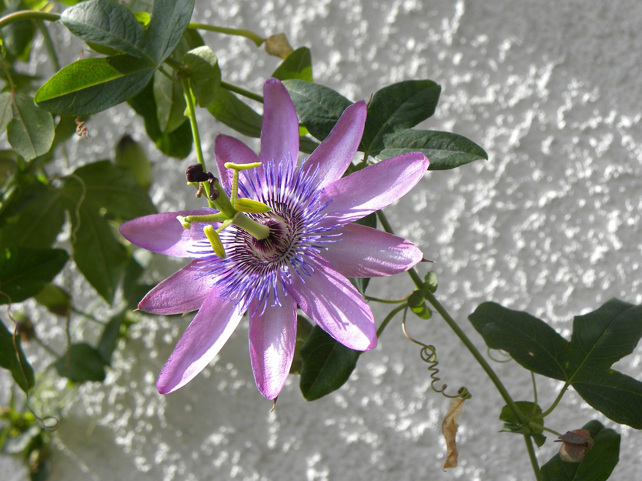 Brazilijos Passionflower, Gėlė, Egzotiškas, Nemokamos Nuotraukos,  Nemokama Licenzija