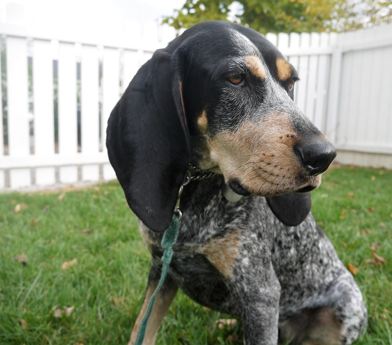 Veislė, Šunys, Šuo, Naminis Gyvūnėlis, Grynakraujis, Bluetick Coonhound, Nemokamos Nuotraukos,  Nemokama Licenzija