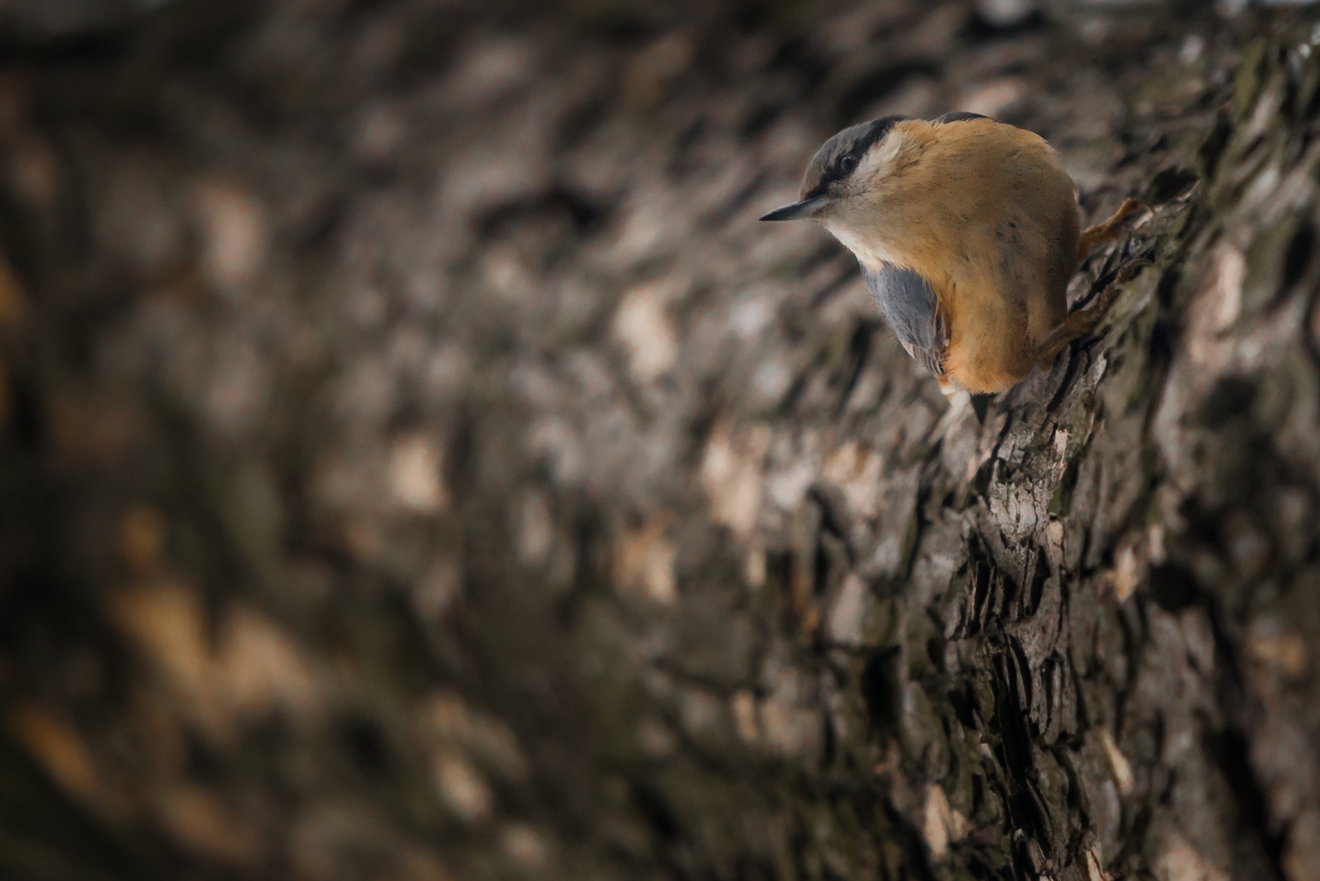 Paukštis,  Nuthatch,  Skristi,  Šaltas,  Maistas,  Gamta,  Gyvūnas,  Spalva,  Izoliuotas,  Bokeh