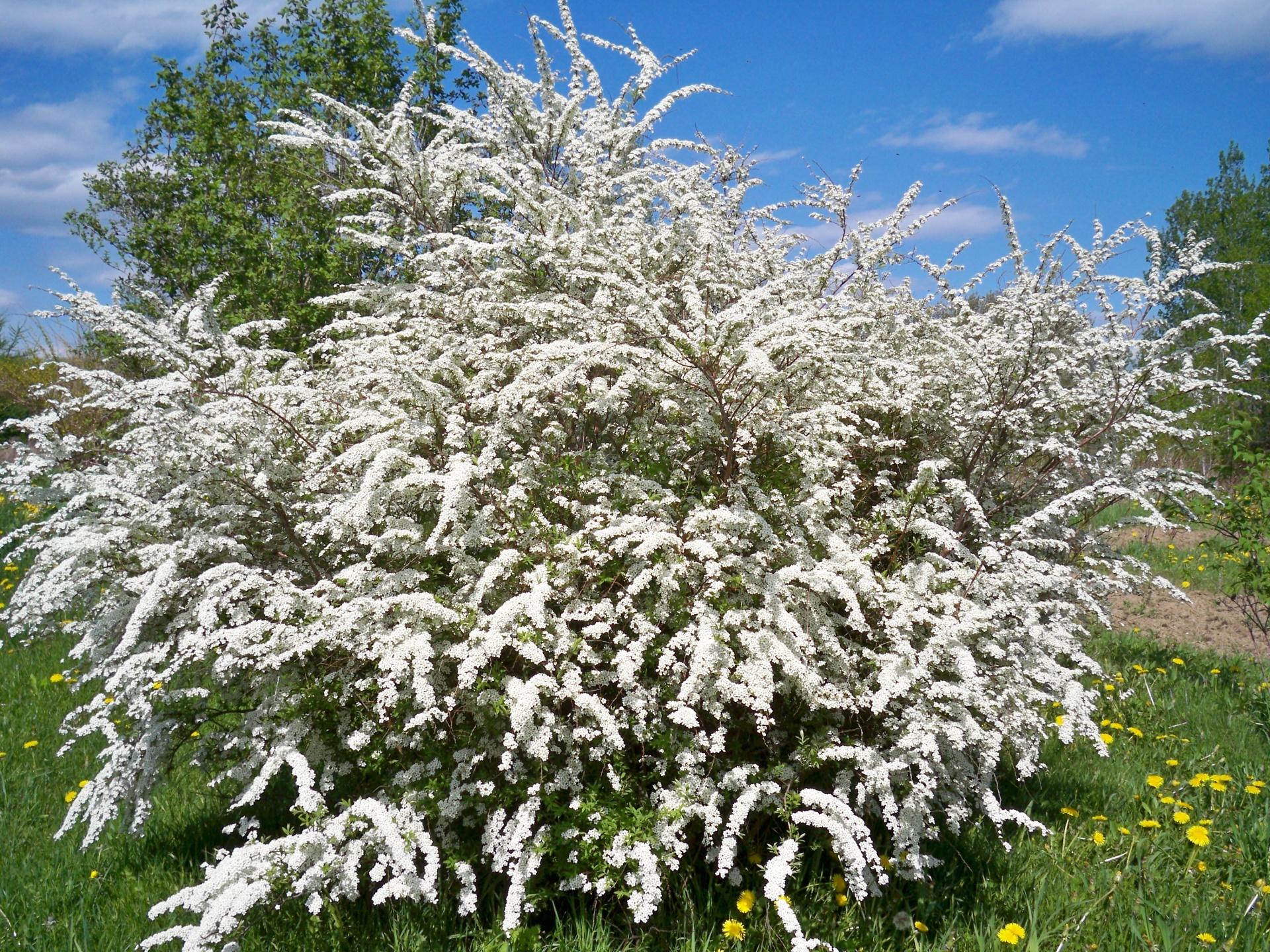 Vestuvių & Nbsp,  Spirea,  Vestuvinis & Nbsp,  Spirea & Nbsp,  Žydėjimas,  Vestuvių Vainiko Spyra, Nemokamos Nuotraukos,  Nemokama Licenzija