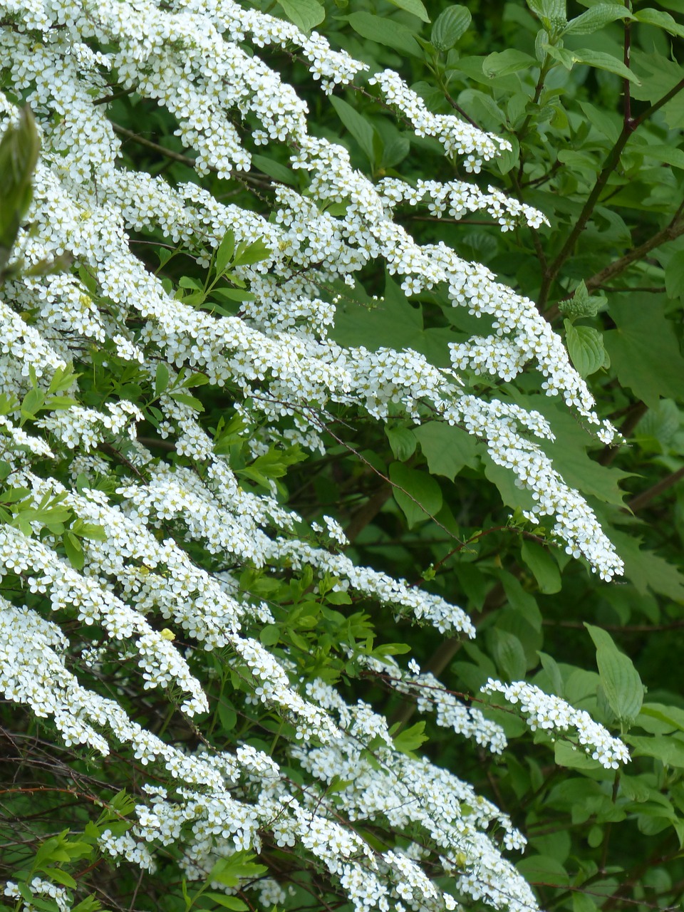 Nuotakos Spieres, Dekoratyvinis Krūmas, Gėlės, Balta, Spierstrauch, Spiraea Arguta, Spiraea, Ant Vynmedžio, Krūmas, Rožių Šiltnamius