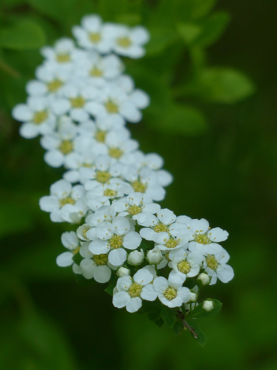 Nuotakos Spieres, Dekoratyvinis Krūmas, Gėlės, Balta, Spierstrauch, Spiraea Arguta, Spiraea, Ant Vynmedžio, Krūmas, Rožių Šiltnamius