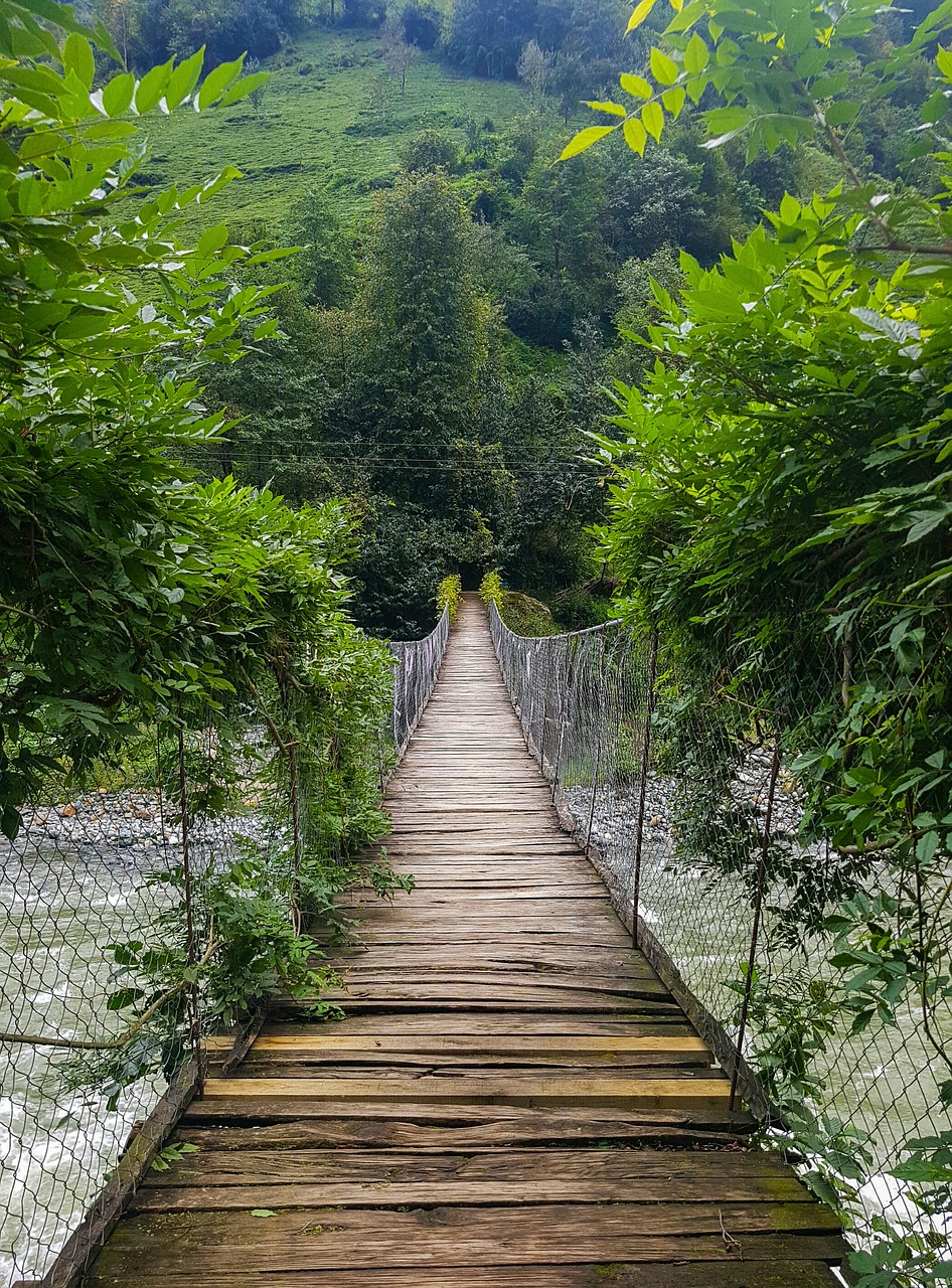 Tiltas, Medis, Gamta, Nemokamos Nuotraukos,  Nemokama Licenzija