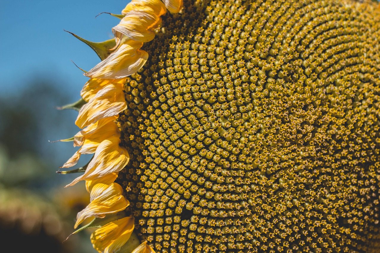 Šviesus, Iš Arti, Spalva, Diskiniai Florets, Flora, Gėlė, Auksas, Augimas, Šviesa, Makro