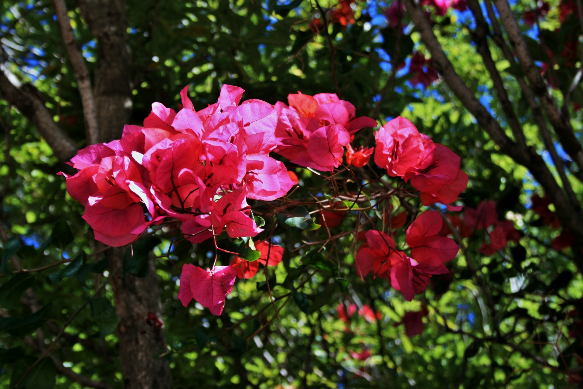 Gėlės,  Rožinis,  Šviesus,  Bugenvilija,  Šviesi Karalienė Bougainvillea, Nemokamos Nuotraukos,  Nemokama Licenzija