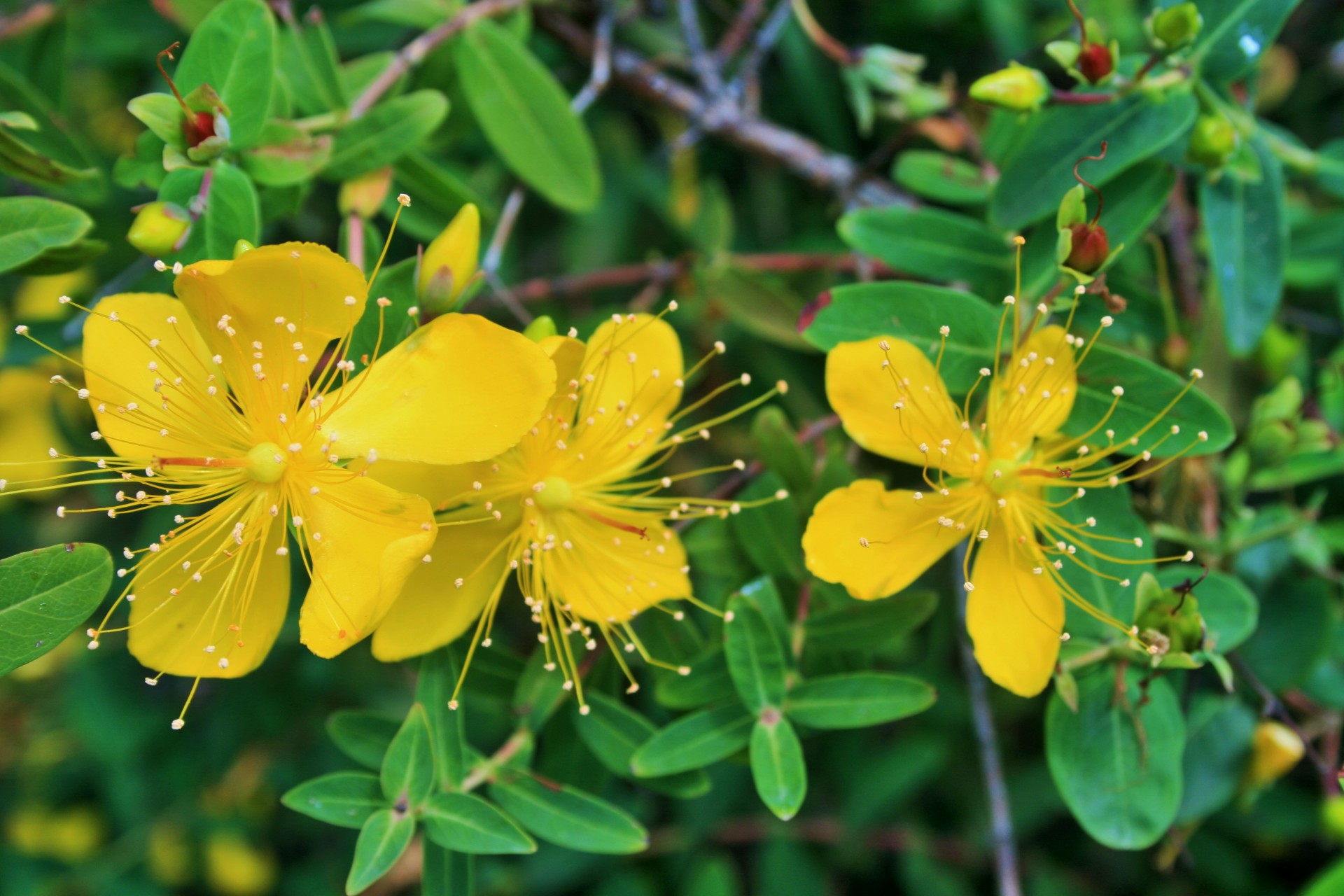 Gėlės,  Geltona,  Žolė,  Krūmas,  St John & Nbsp,  Misa,  Ryškios Hypericum Gėlės, Nemokamos Nuotraukos,  Nemokama Licenzija