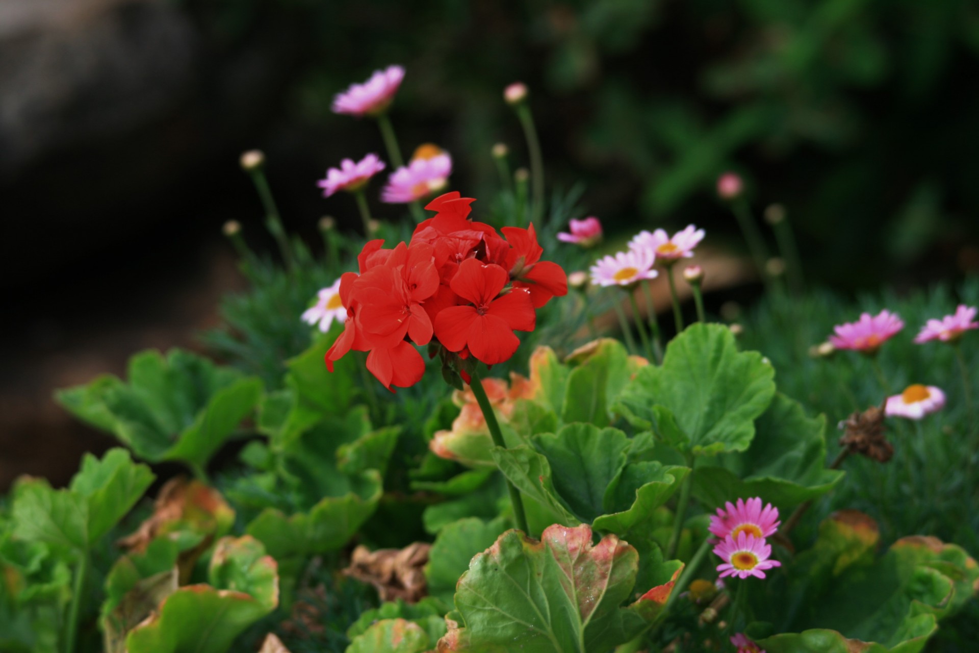 Gėlė,  Geranium,  Raudona,  Šviesus,  Ryškiai Raudona Geranijos Gėlė, Nemokamos Nuotraukos,  Nemokama Licenzija