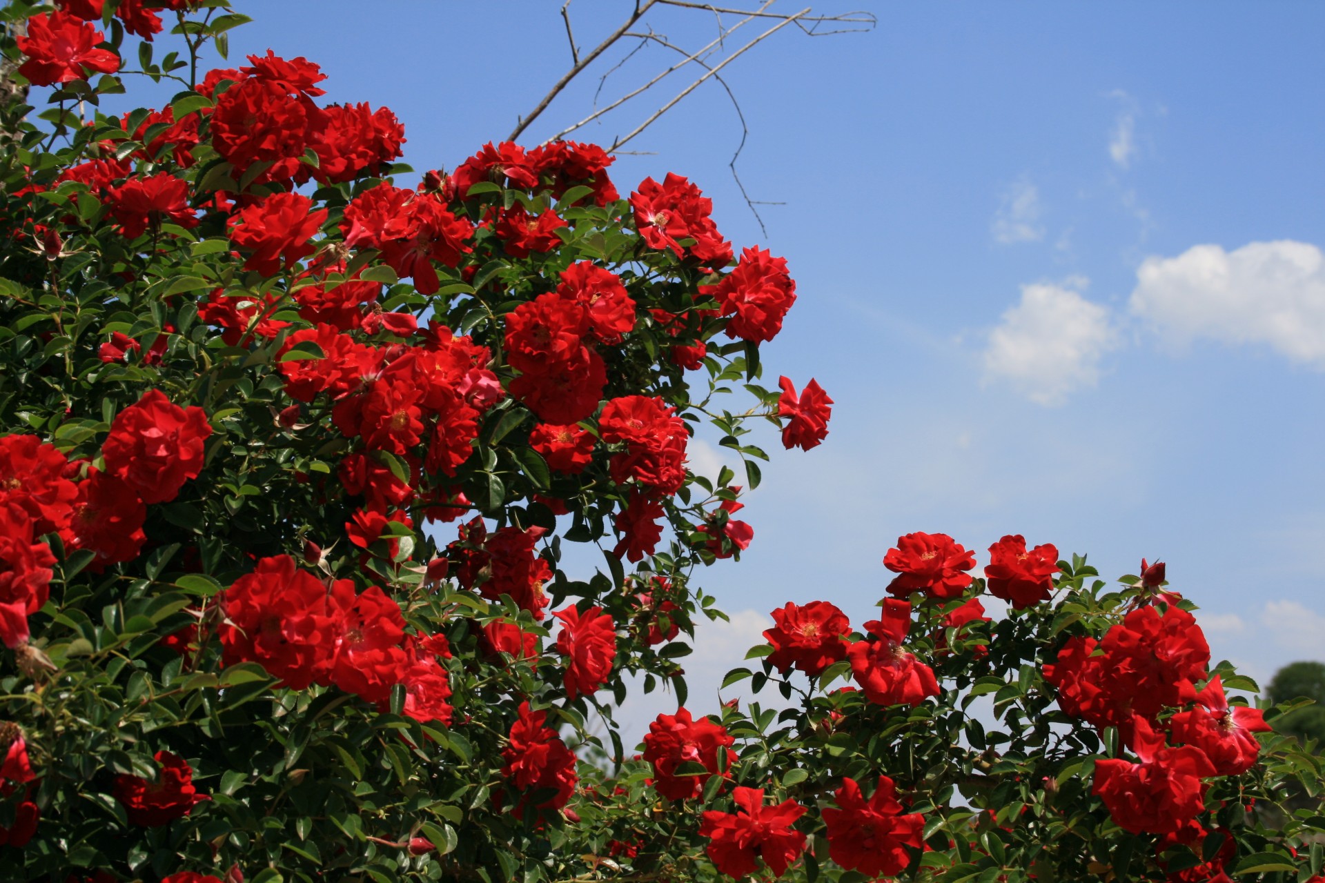 Krūmas,  Rožės,  Žydi,  Gėlės,  Raudona,  Šviesus,  Vaisingas,  Lapija,  Žalias,  Stiebai