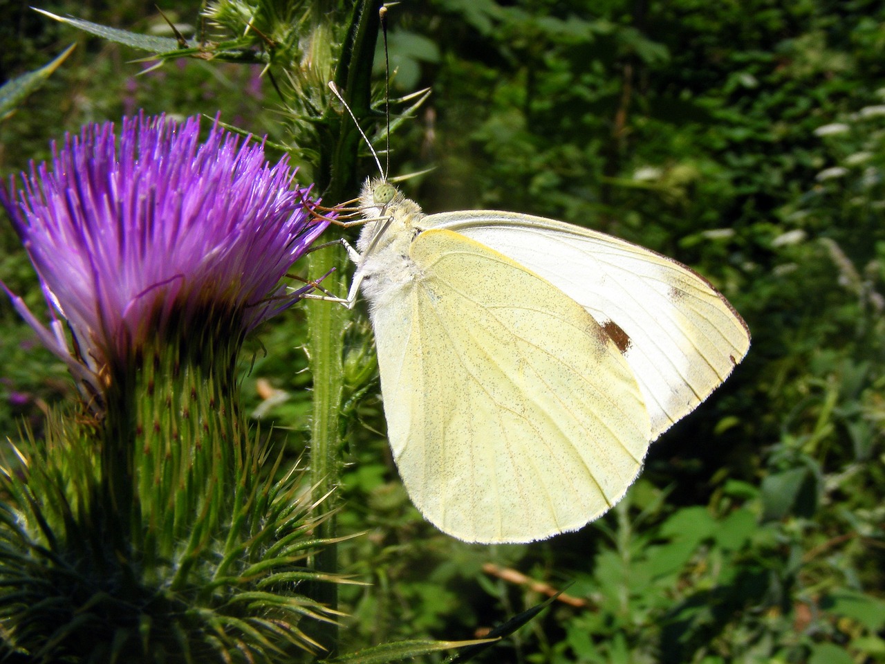 Siera, Drugelis, Balta, Gėlė, Mov, Žalias, Gamta, Žolė, Insekta, Dažymas