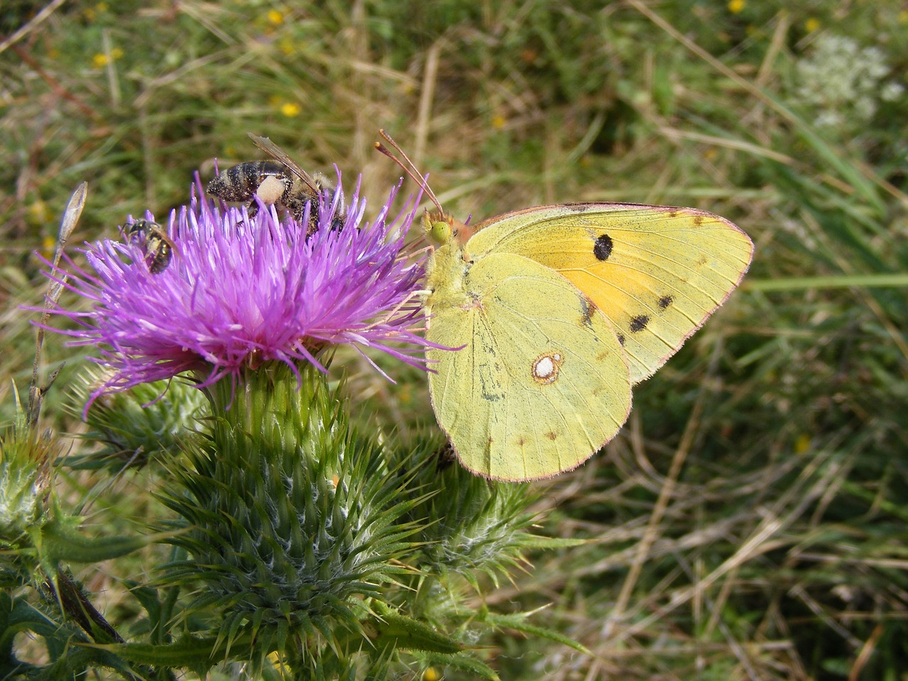 Sieros Drugelis, Drugelis, Geltona, Insekta, Žolė, Gėlė, Žalias, Gamta, Nemokamos Nuotraukos,  Nemokama Licenzija