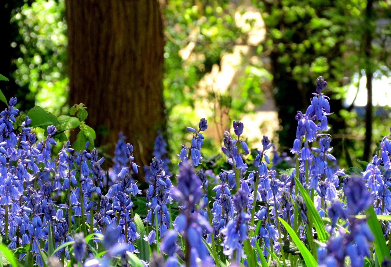 Britanija, Flora, Žalias, Mėlynos Spalvos Žiedas, Gėlės, Mėlynas, Violetinė, Šviesa, Augalas, Uk