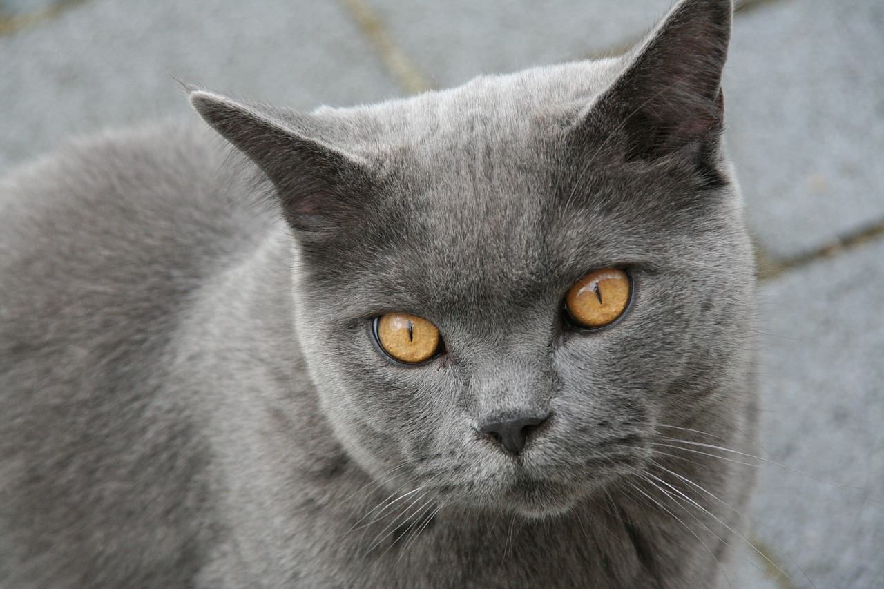 British Shorthair,  Katė,  Portretas,  Glamonėti, Nemokamos Nuotraukos,  Nemokama Licenzija